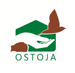 Ostoja